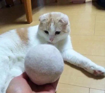 你有没有突然一瞬间，特别讨厌你家猫？甚至出现抛弃喵的想法
