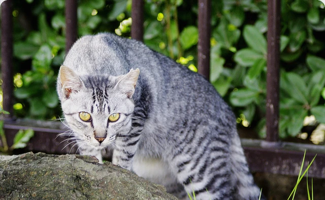 为什么“野猫”不能抱回家养？这些原因很现实