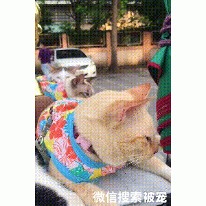环卫大叔捡到9只流浪猫，带着喵们一起工作：垃圾车成了撸猫车