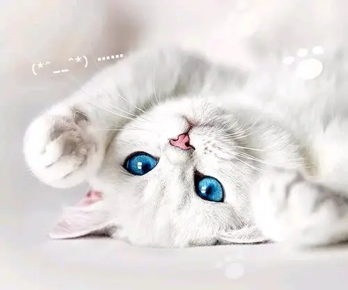怎么让猫更喜欢你