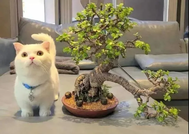 卖盆栽时拿猫做对比，结果人家……竟想买猫！