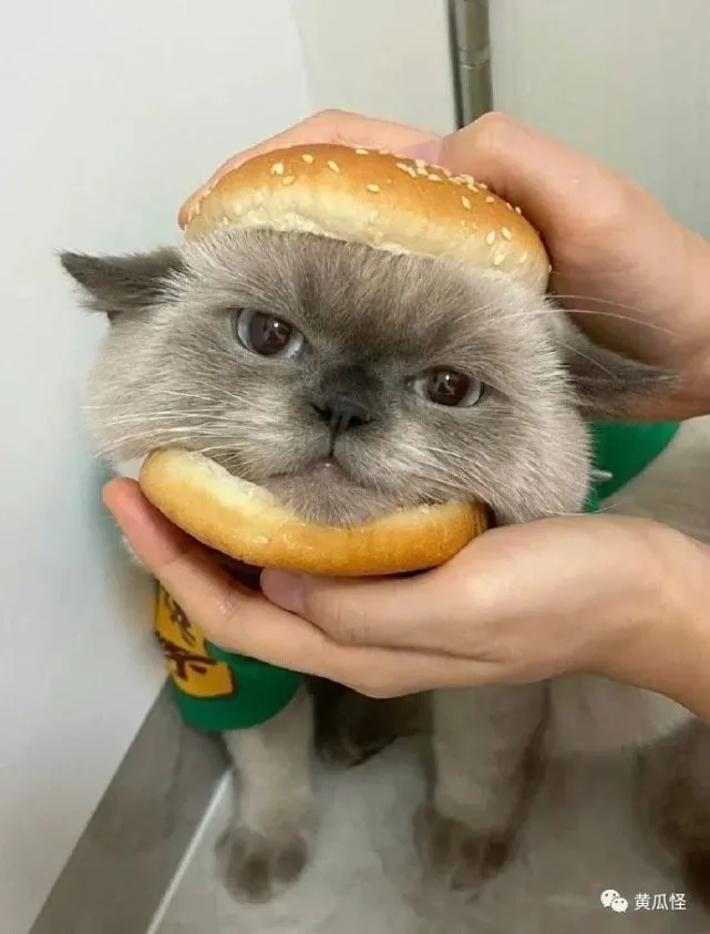 猫咪汉堡包，好想吃…