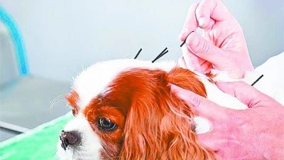 “我带着气血亏虚的狗子去抓了一服中药” 给宠物扎针灸喝中药是什么体验