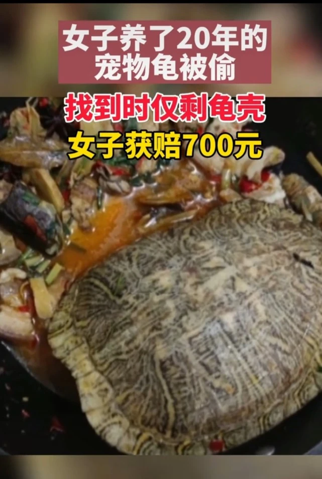 养了20年的乌龟被偷，再见时已经只剩龟壳