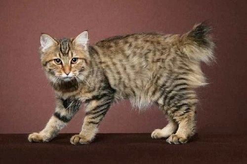 猫的了猫癣反反复复怎么办