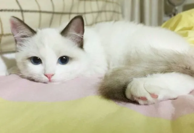 猫咪“过分黏人”，是铲屎官的“负担”