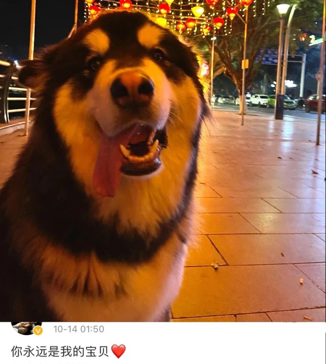 狡辩！爱犬“关烘干箱”2小时死亡，宠物店：狗主人也有责任！