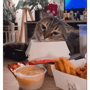 推主每次吃面的时候，家里的橘猫就干这事！