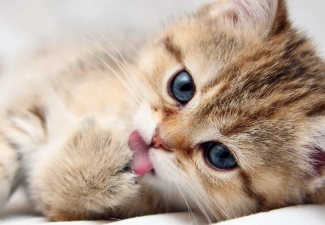 猫咪舌头隐藏的四大功能，你知道几个？