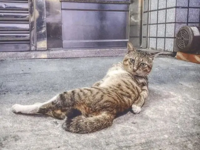 小猫因吃不饱，竟然讹上人类女孩，自己混熟后，再带不同小弟上门