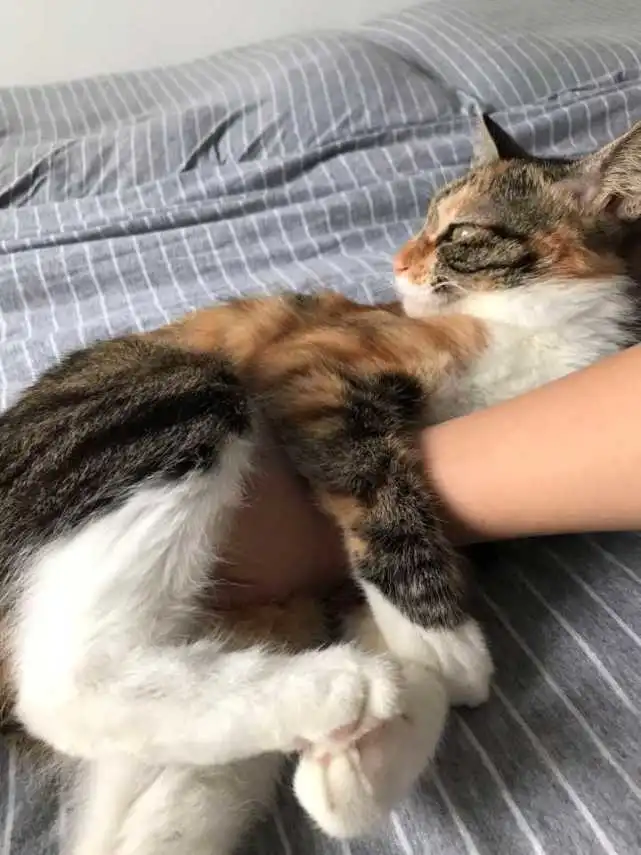 “谈恋爱不如养猫”