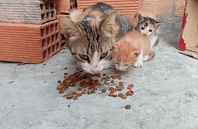 流浪猫不忘好心女子，在门口生下了4只幼崽，从此再也没有离开