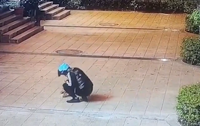 广东一男子向小猫示好，随后竟抓尾巴抡起狠摔四次，还用力踩它头
