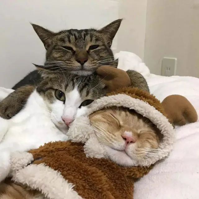 日本这三只猫的床照，完美诠释了什么叫“年轻人觉少”…哈哈哈！