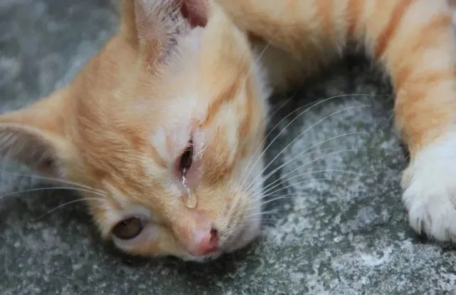 猫护｜猫咪在家调皮捣蛋，铲屎官教训一通后，猫咪会哭吗？