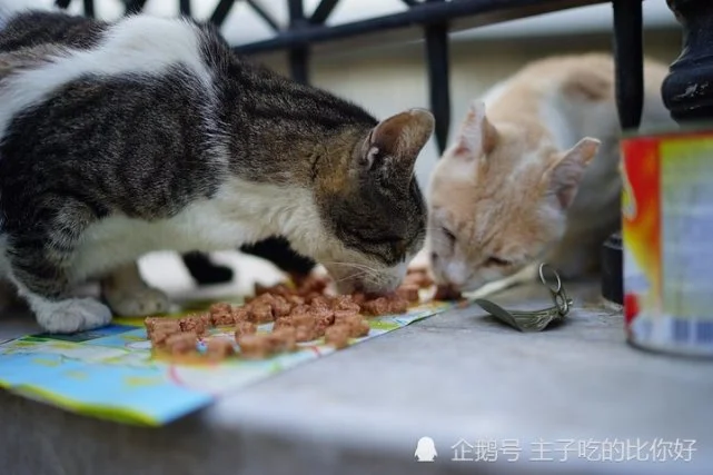 为什么“离家出走”的猫咪，都不回来了？原来有这5个理由！