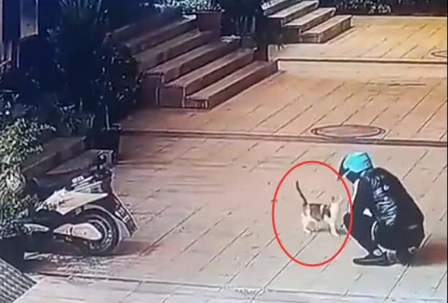 外卖员无故虐杀猫咪，抓住猫尾巴多次重摔，又用脚猛跺猫头