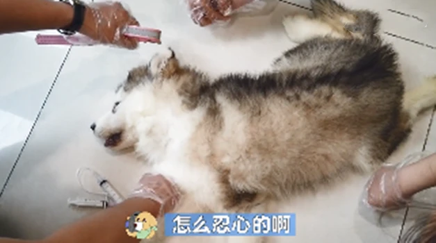 阿拉斯加被主人送来安乐，自己却没有现身：心也未免太狠了一些