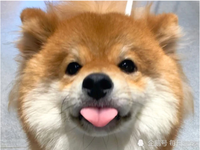 有这几个特征的狗狗，都对主人绝对忠诚，你家毛孩子是这样的吗？