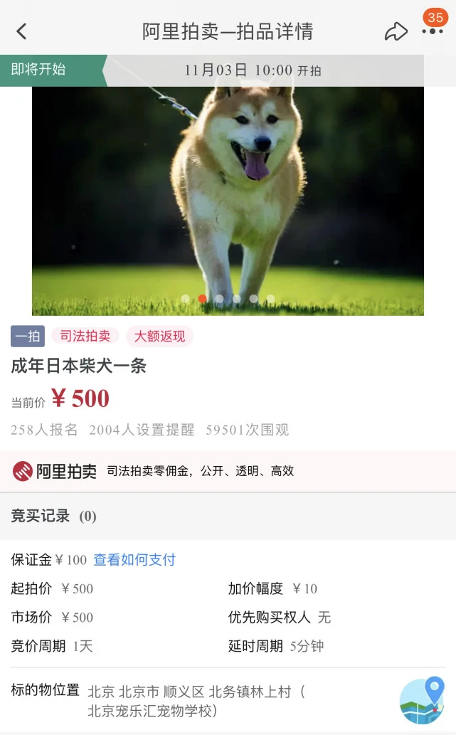 时隔3年，柴犬“登登”再一次被司法拍卖！主人又爽约了