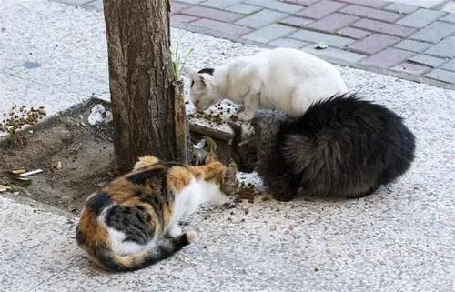 苏州一小区业主筹款20万保护流浪猫，物业：为了安全，全部清除