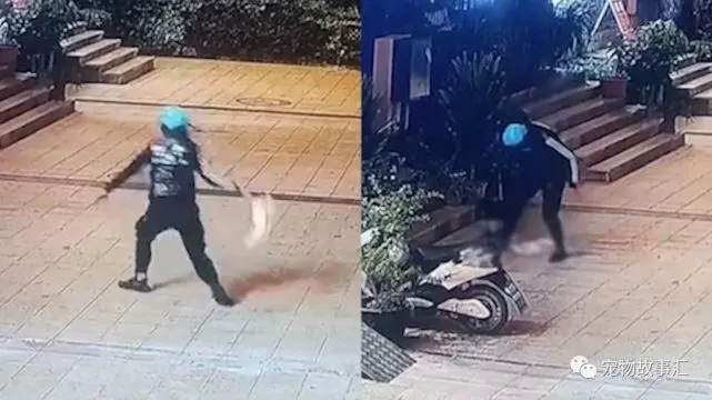 外卖骑手当街虐猫被平台永久封号