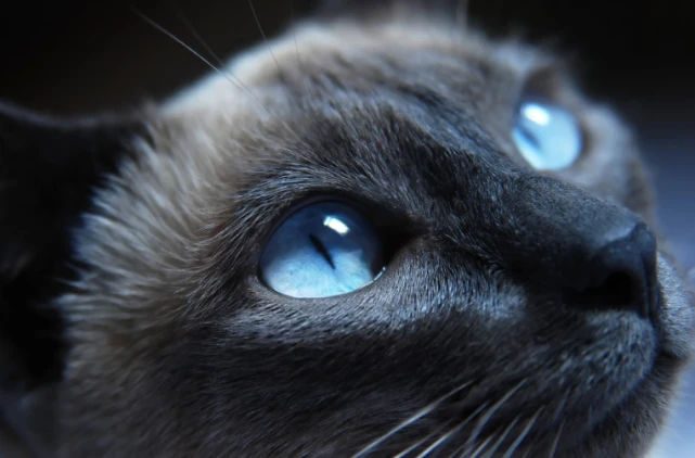 你知道猫咪眼中的世界是什么样的吗？