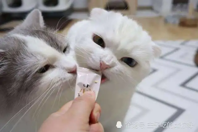 最“忠心”猫猫排行榜，第一名胜过狗狗，网友：养到就是赚到！