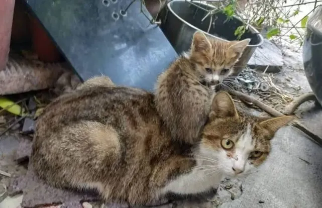 泪目：流浪猫麻麻带崽崽求救，癫痫＋失明，险被安乐……
