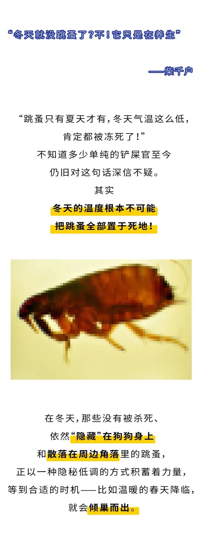 冬天不驱虫，小心春天跳蚤大爆发