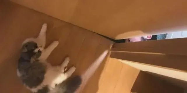 老是被猫偷窥，于是就学猫咪偷窥，猫：是不是傻？