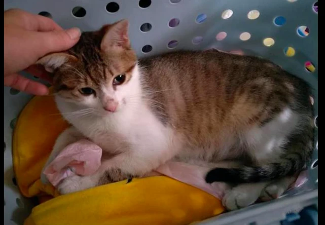 猫妈背着小猫求助人类，后来猫妈去世孩子却活了下来，母爱的伟大