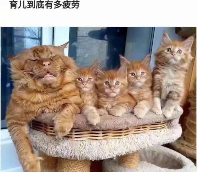 可爱的猫咪系列！今天又是喵星人萌化的一天～