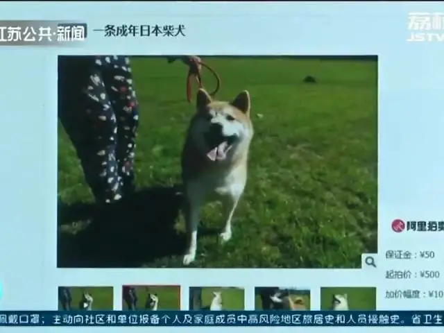 还记得柴犬“登登”吗？时隔三年它又要被拍卖了～网友：狗生艰难！