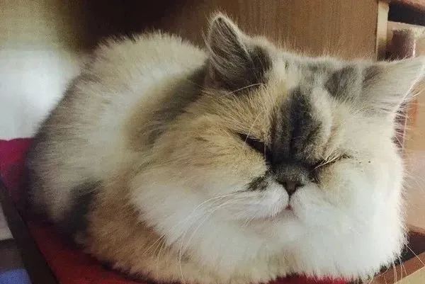 领养8年眼睛几乎没开过
