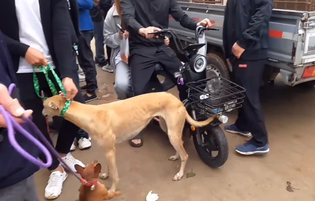 小伙让狗贩子将拽倒老人的格力犬从狗肉车上取下来，狗狗品相惊艳众人