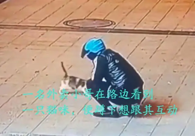 令人发指！广东：外卖小哥当街虐杀猫，网友：反社会人格