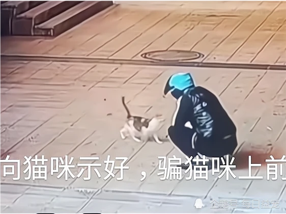 男子假意接近猫咪，下一秒却抓住尾巴抡起狠摔3次，事后淡定离开
