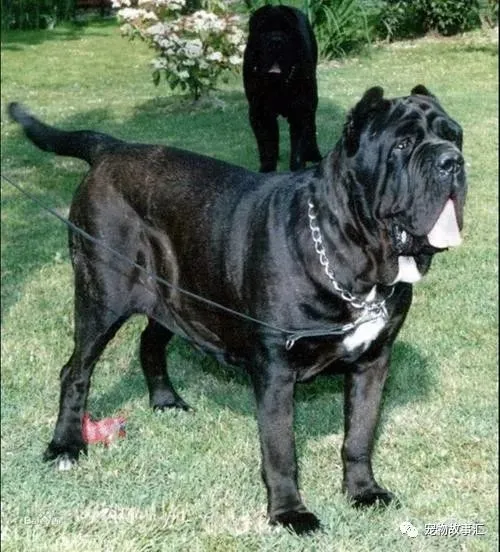 世界上最大十犬：（七）扭玻利顿