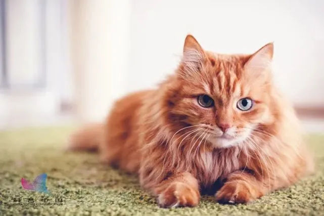 为什么很多人觉得猫“生性冷漠”？真相是……