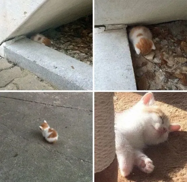 猫趣｜一大波奶猫来袭，铲屎官当心别被误伤哦！