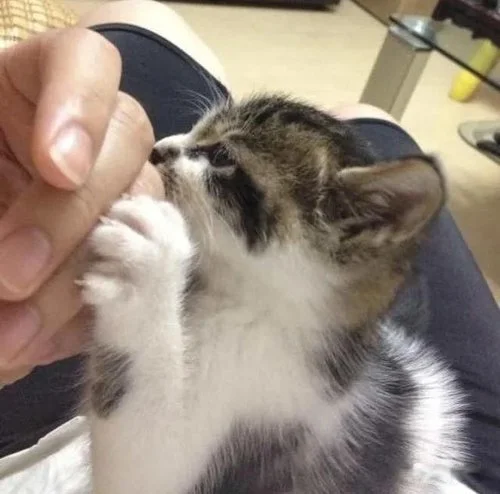 我是苗，一只猫，我走了