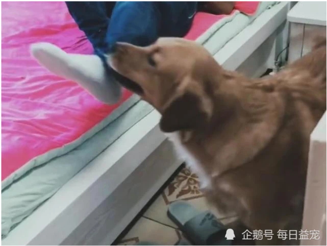 主人只顾玩手机忘记关火，金毛一个举动挽回损失，狗都这么厉害了