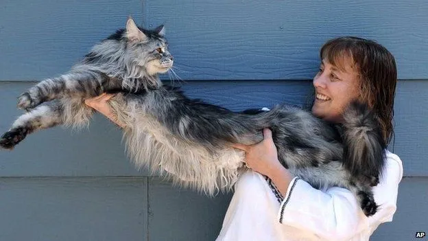 1.23米的猫你见过吗？世界上最长的家猫