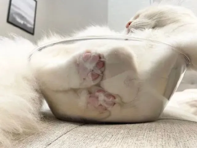 好大一盆猫，我偷偷端走！