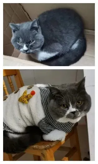 委屈巴巴的流浪猫曾冲上热搜，找到新家后…变化也太太太太太大了！