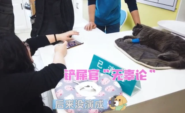 蓝猫被送去医院做绝育，主人表情却过于真实了：求你当个人好吗？