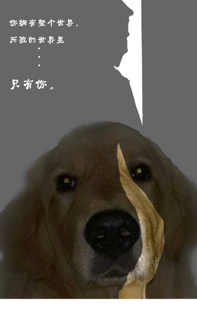 上海金毛被主人用铁链长期锁楼道不投喂事件：不爱请别伤害