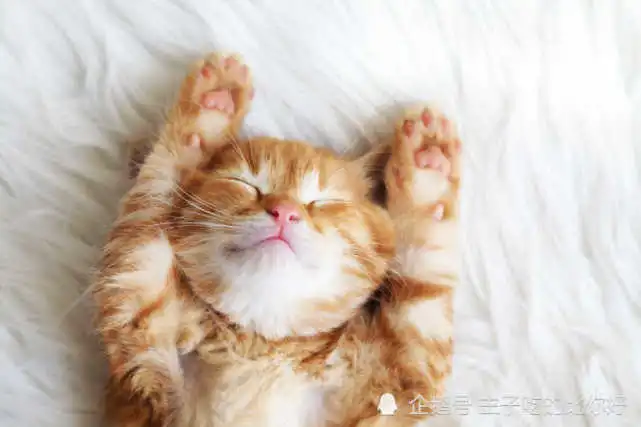 盘点养猫的10个好处，你还不知道，快来吃我的安利！