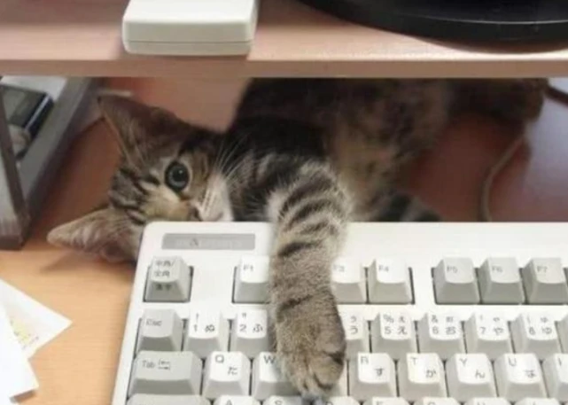 家里的猫咪总是咕咕叫，你知道是为什么吗？